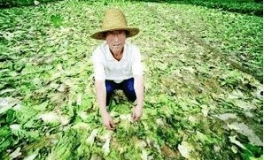 糧賤價穩(wěn)，肉禽低迷 農民增收困境下的生活成本之困